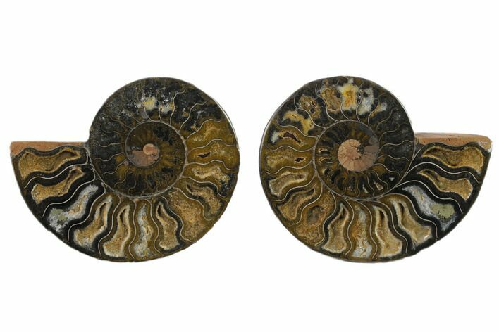 Cut/Polished Ammonite Fossil - Unusual Black Color #132574